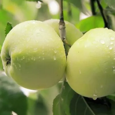 Саженцы яблони оптом в Барнауле