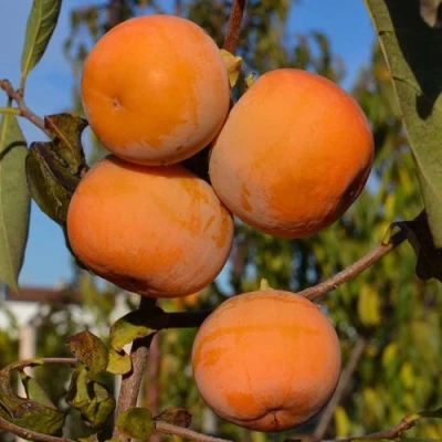 Хурма РОССИЯНКА в Барнауле