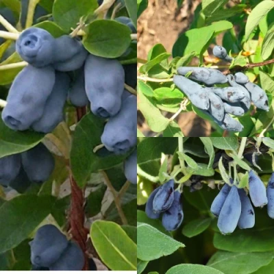 Комплект СЕВЕРНЫЕ ВИТАМИНЫ в Барнауле