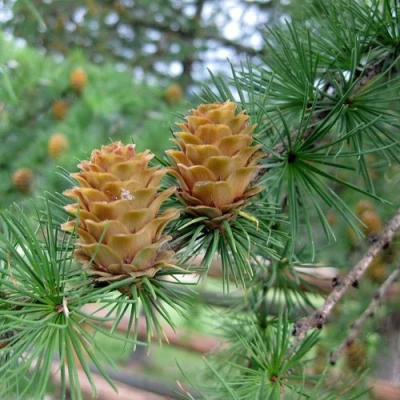 Лиственница КЕМПФЕРА в Барнауле
