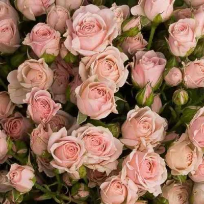 саженцы розы Одиллия