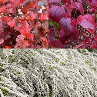 Комплект ЖИВАЯ ИЗГОРОДЬ в Барнауле