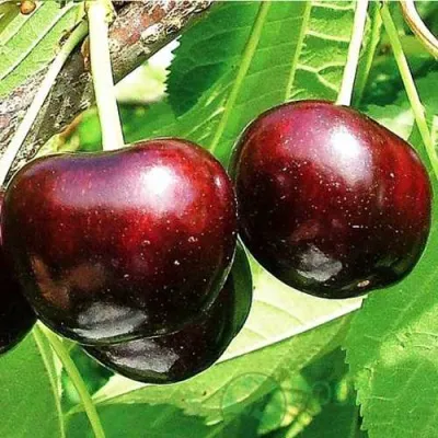 Черешня САММИТ в Барнауле