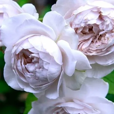 Роза ГРИЗЕЛИС шраб в Барнауле