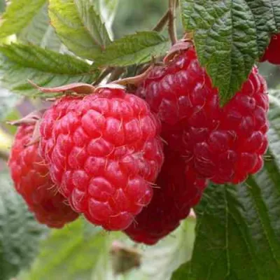 Малина ГЕРАКЛ в Барнауле