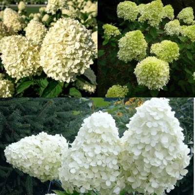 Комплект НЕЖНЫЙ КАПУЧИНО в Барнауле