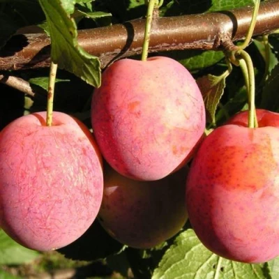 Слива ВИКТОРИЯ в Барнауле