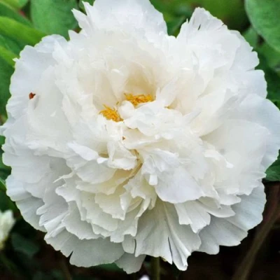 Пион БЕЛЫЙ СНЕГ древовидный в Барнауле