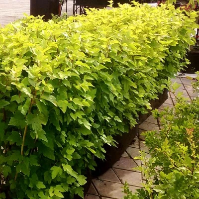 Комплект АНГЕЛ ГОЛД в Барнауле