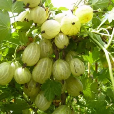 Крыжовник ИНВИКТА в Барнауле
