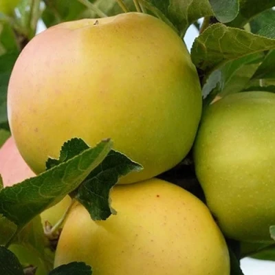 Яблоня БАНАНОВОЕ в Барнауле