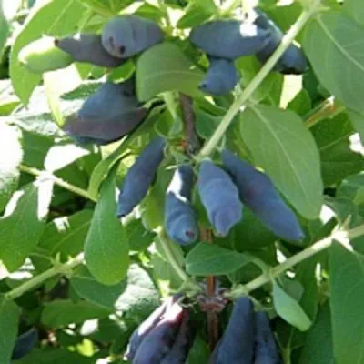 Жимолость съедобная НИМФА (ГАММА) в Барнауле