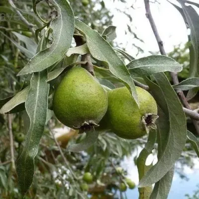 Груша ИВОЛИСТНАЯ в Барнауле