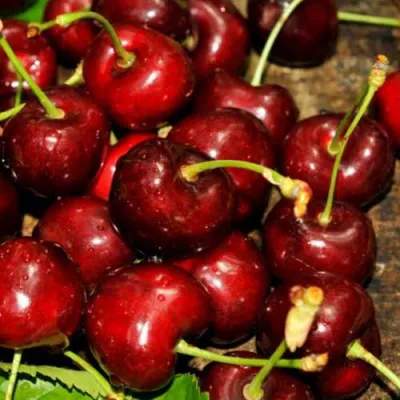 Черешня САММИТ в Барнауле