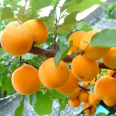 Абрикос ОРИГИНАЛ в Барнауле