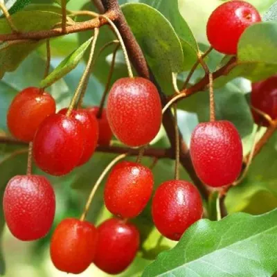 ГУМИ (ЛОХ МНОГОЦВЕТКОВЫЙ) в Барнауле