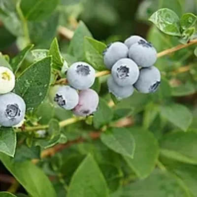 Голубика ЦУКЕР ТРАУБЕ в Барнауле