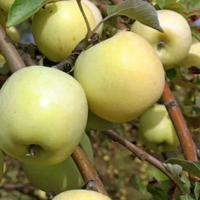 Яблоня АНТОНОВКА ОБЫКНОВЕННАЯ в Барнауле