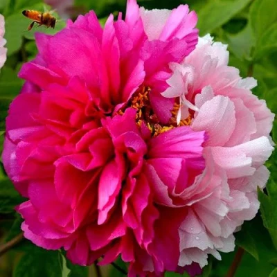 Пион ДВЕ СЕСТРЫ древовидный в Барнауле