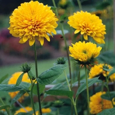 Подсолнечник СОЛЕЙЛ ДЕ ОР в Барнауле