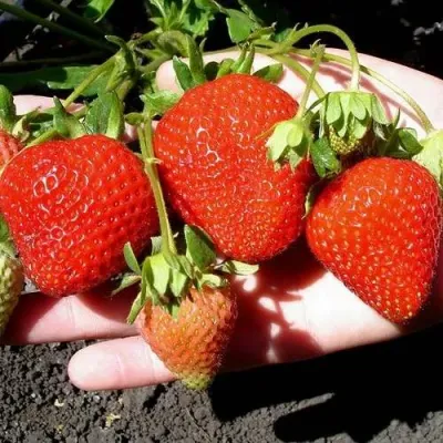 Клубника САН АНДРЕАС ремонтантная в Барнауле