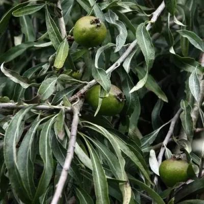 Груша ИВОЛИСТНАЯ в Барнауле