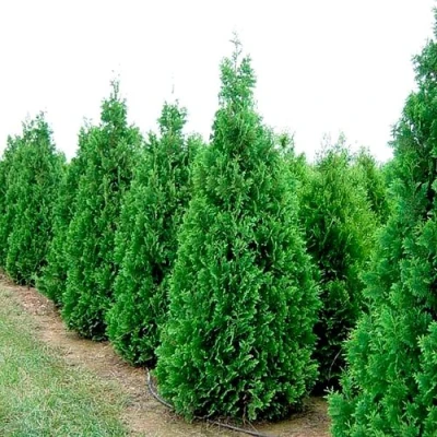 Туя СПИРАЛИС западная в Барнауле