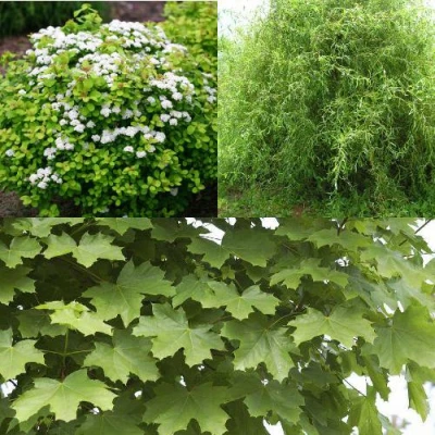 Комплект ЗЕЛЕНЫЙ ОАЗИС в Барнауле