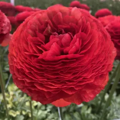 Ранункулюс ГЕТ ЛАКИ романс в Барнауле