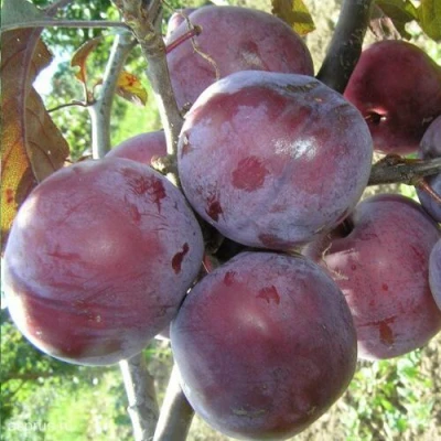 Слива ЛАМА в Барнауле