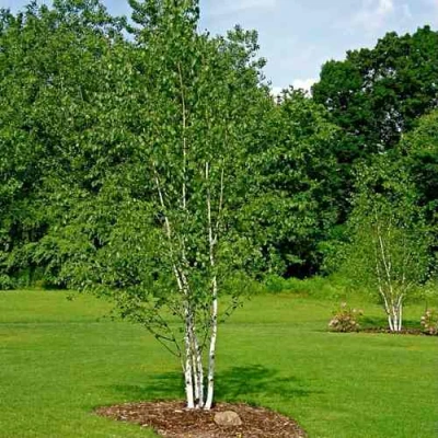 Береза бумажная в Барнауле