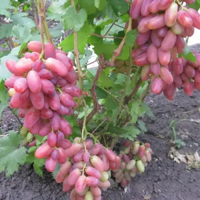 Виноград ЮЛИАН в Барнауле