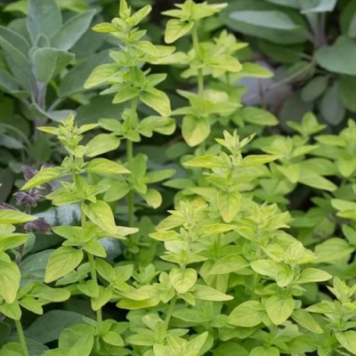 Душица ТАМБЛС ВАРИЕТИ обыкновенная в Барнауле