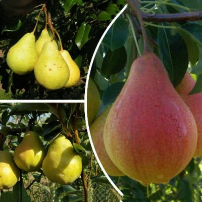 Комплект ТРИ ГРАЦИИ в Барнауле