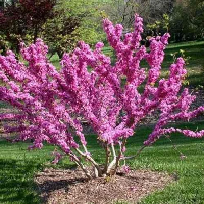 ЦЕРЦИС канадский  в Барнауле