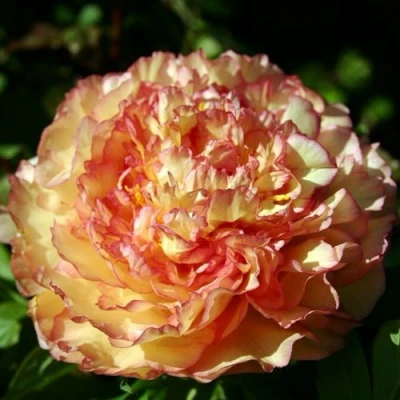 Пион ЗОЛОТАЯ РОССЫПЬ древовидный в Барнауле