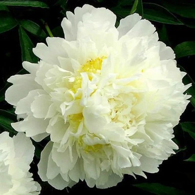 Пион ЗОЛОТОЙ ОРЕОЛ травянистый в Барнауле