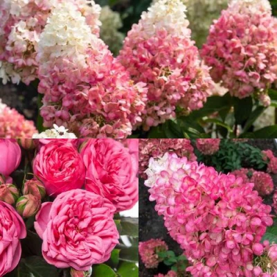 Комплект МАЛИНОВЫЙ ДЕСЕРТ в Барнауле