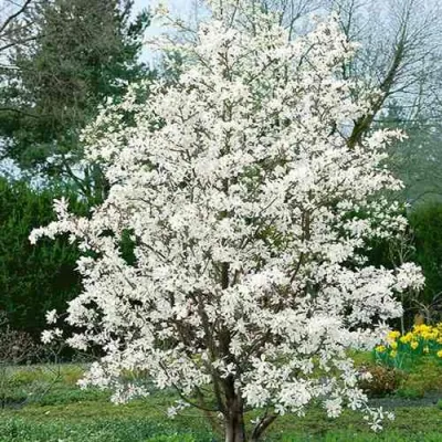 Магнолия ЛЕБНЕРА МЕРРИЛЛ в Барнауле