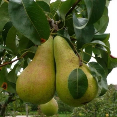 Груша КОНКОРД в Барнауле