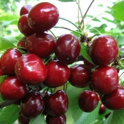 Черешня ГРОНКОВАЯ в Барнауле