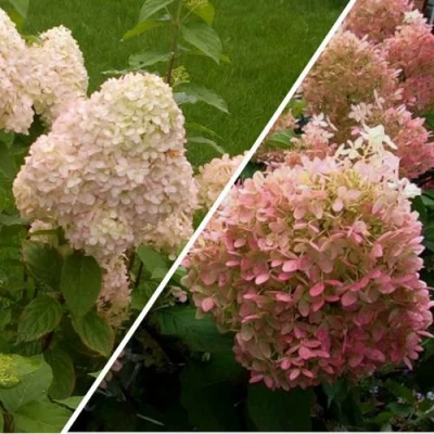 Комплект НЕЖНЫЕ ЧУВСТВА в Барнауле