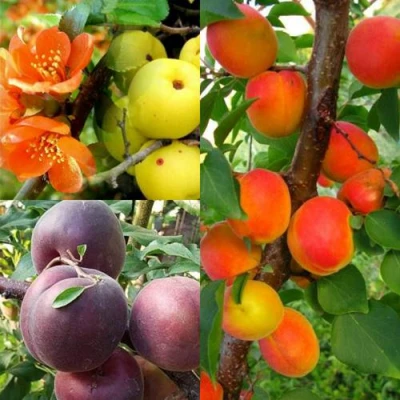 Комплект САД ДЛЯ ГУРМАНА в Барнауле