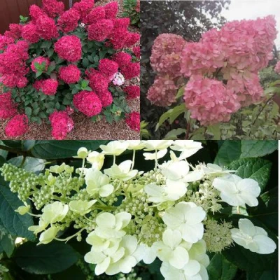 Комплект САД ЭМОЦИЙ в Барнауле