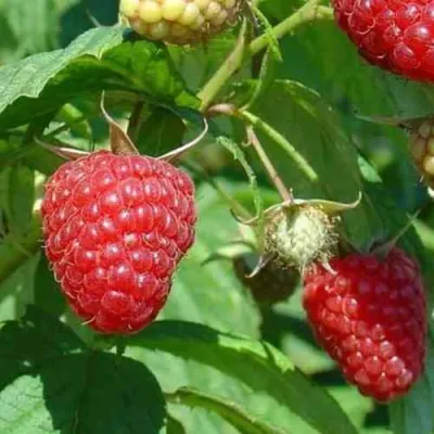 Малина ТАДМОР в Барнауле