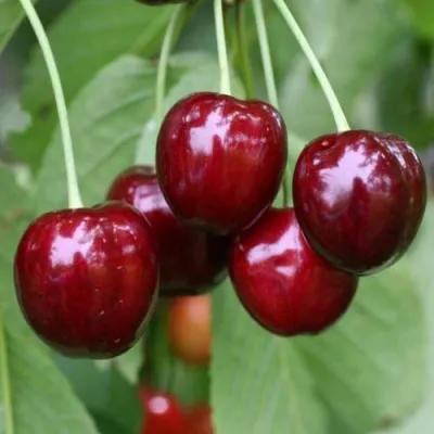 Черешня ВАЛЕРИЙ ЧКАЛОВ в Барнауле