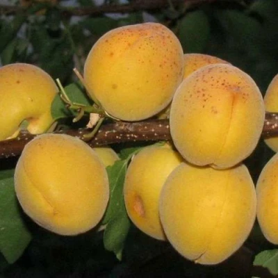 Абрикос ДЕСЕРТНЫЙ ГОЛУБЕВА в Барнауле