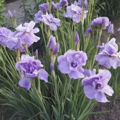 Ирис ИМПЕРИАЛ ОПАЛ сибирский в Барнауле