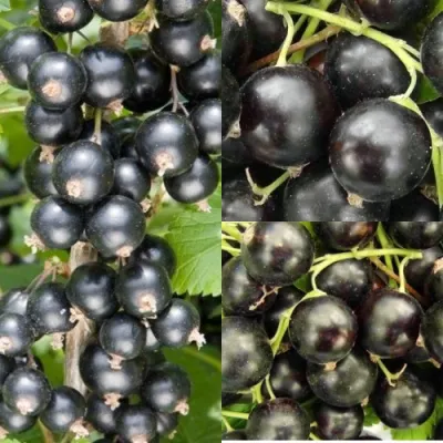 Комплект ЧЕРНАЯ СИЛА в Барнауле