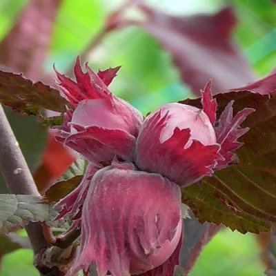 Фундук КАРДИНАЛ в Барнауле